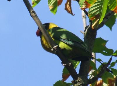 Прикрепленное изображение: ner1.jpg